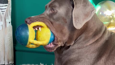 Dopey Doberman Squeaks Toy