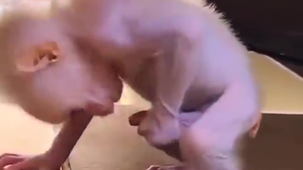 Monkey baby powerful lol 😆 Funny #animalvideos #funny #viralvideo #nature