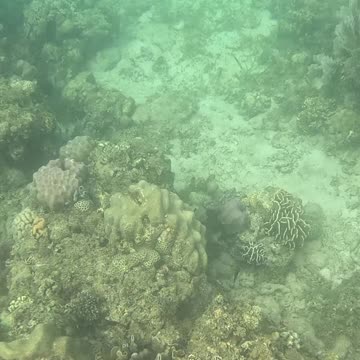 Snorkeling Through Serenity