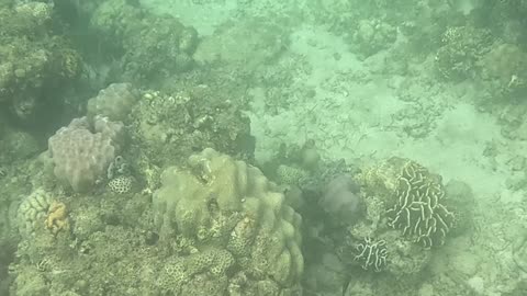 Snorkeling Through Serenity