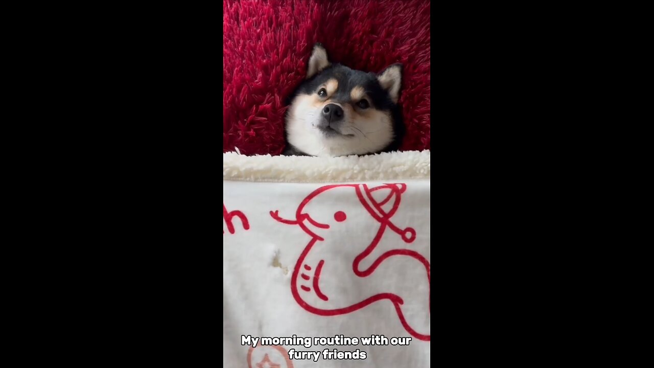 Dogs spa day #cute #dog