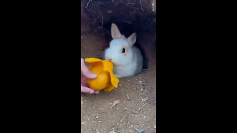 Rabbit activity