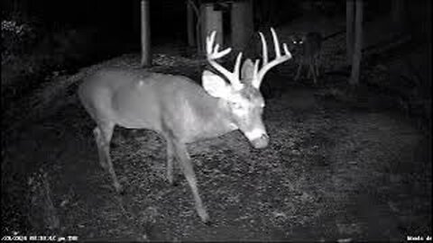 Live Wildlife Critter Cam #Snow #reolink #deer #wildlife