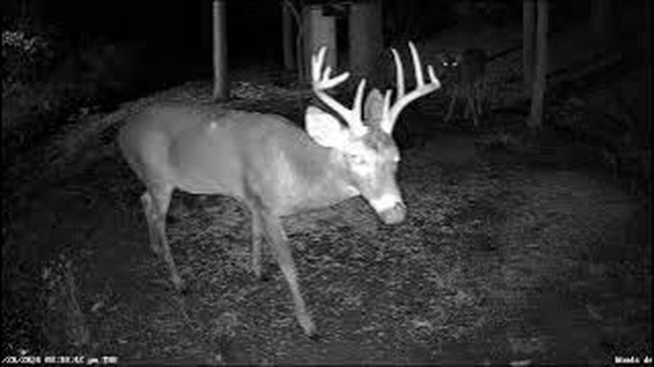Live Wildlife Critter Cam #Snow #reolink #deer #wildlife