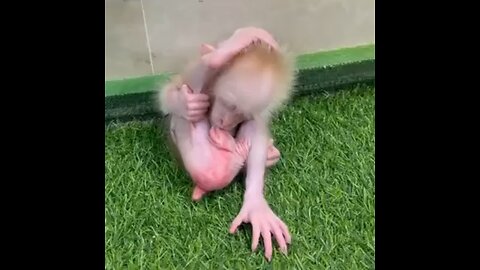 Baby monkey