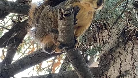 Squirrel Chatters In Tree, Showing Underside