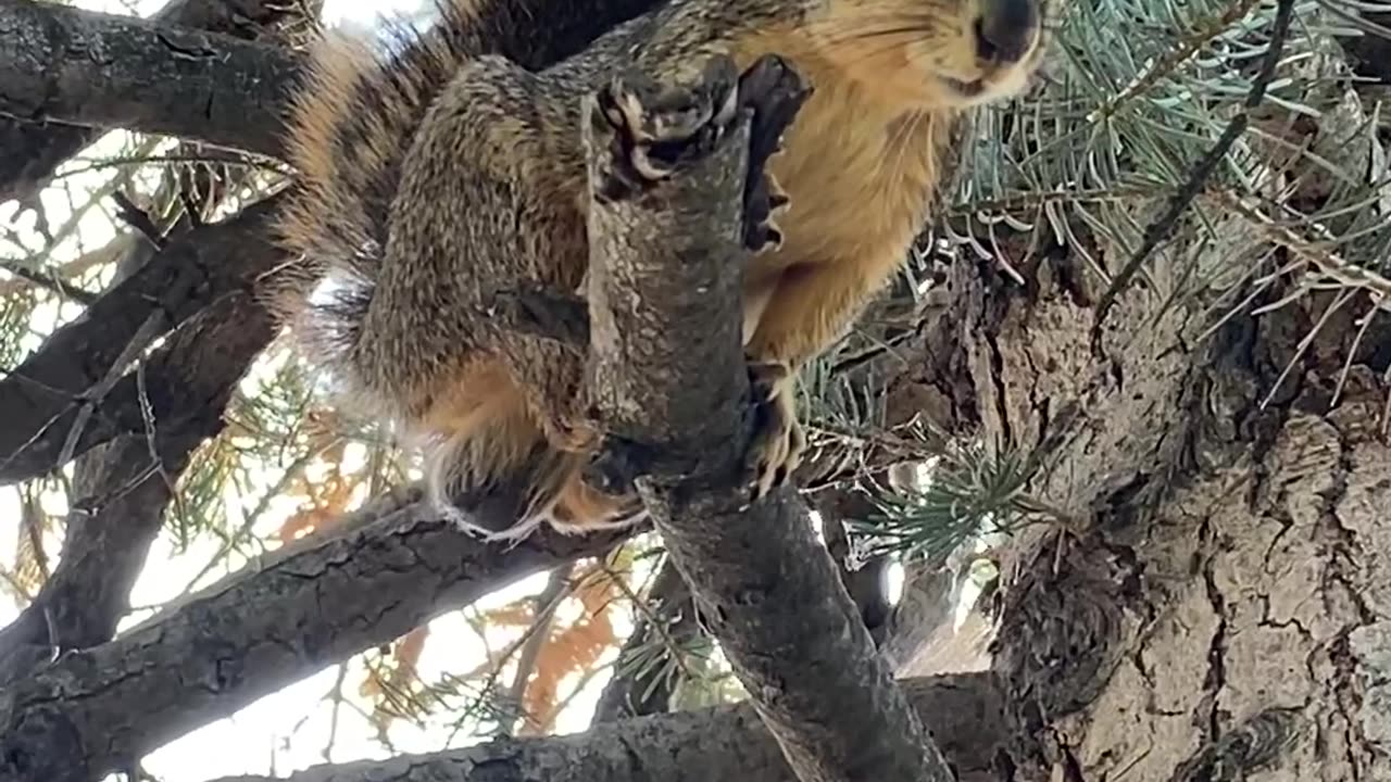 Squirrel Chatters In Tree, Showing Underside