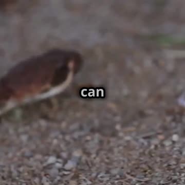 top 5 deadly snakes in north america! 2025