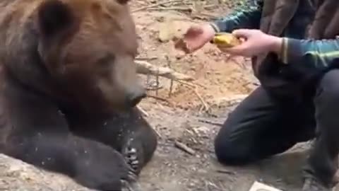 Bears Will Eat Anything? What About A McDonalds?