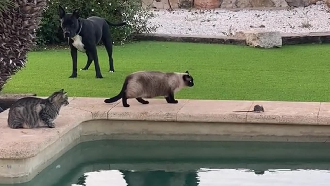 Rat, Dog, And Three Cats Hold Poolside Conference