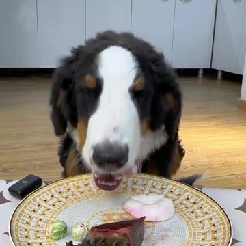 "A Dog's Mealtime: Full of Happiness"