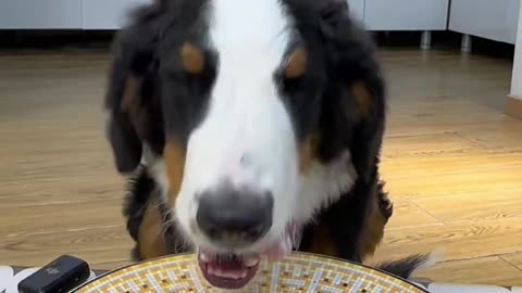 "A Dog's Mealtime: Full of Happiness"