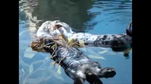 Super Cute Otters Swimming & Holding Hands!