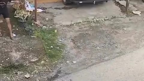 THE WILD ANIMAL ATTACK THE WOMAN