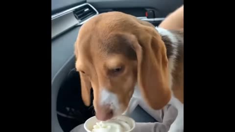 Dog Eating The Icecream Fanny Moments Video