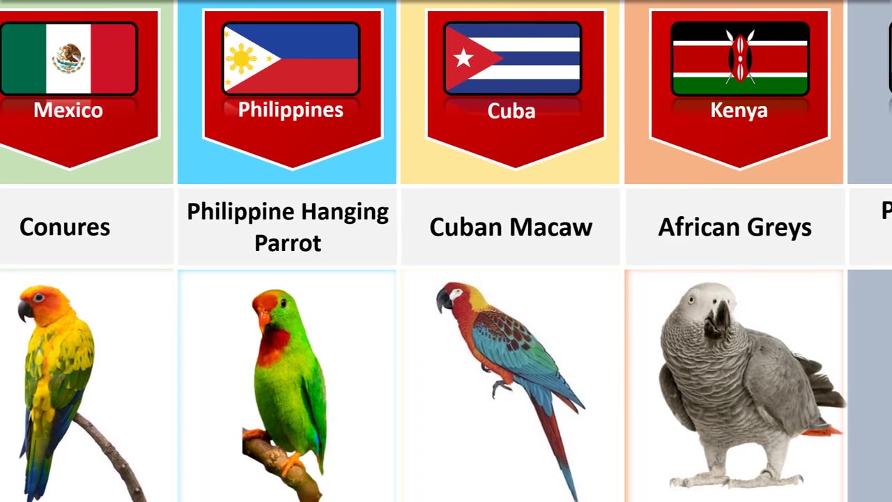 🦜🤔😱Parrot Breed Of Different Countries