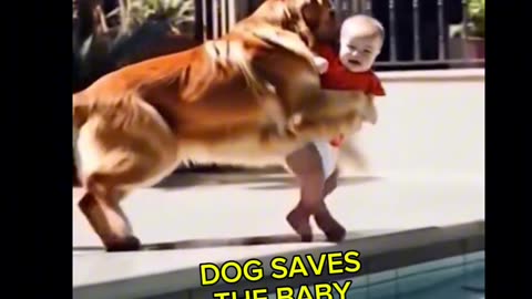 CLEVER DOG SAVES A BABY