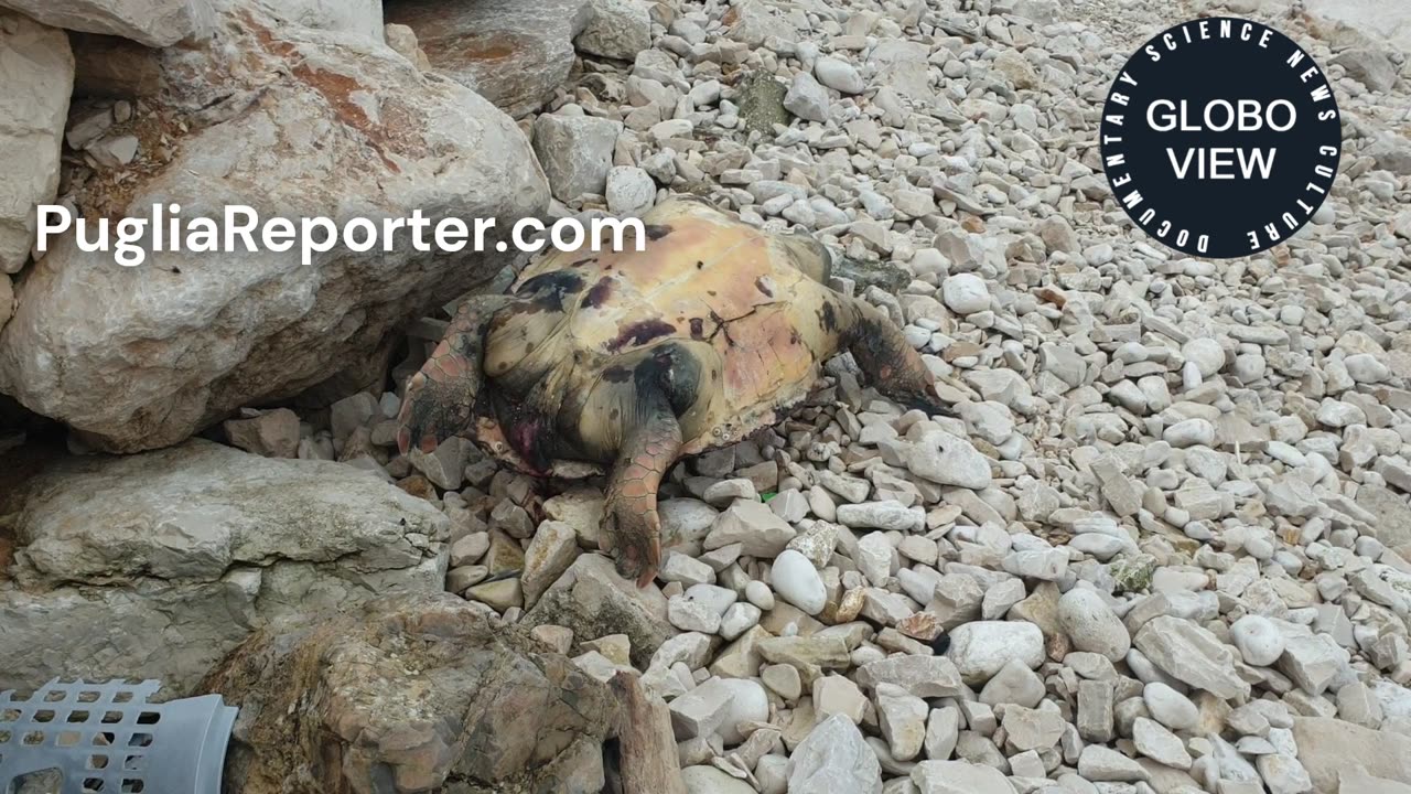 Grosso esemplare di tartaruga marina rinvenuto su spiaggia italiana: è accaduto in Puglia