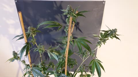 Cherry Cobbler [Clone Only] Pollinated by Triangle Canyon