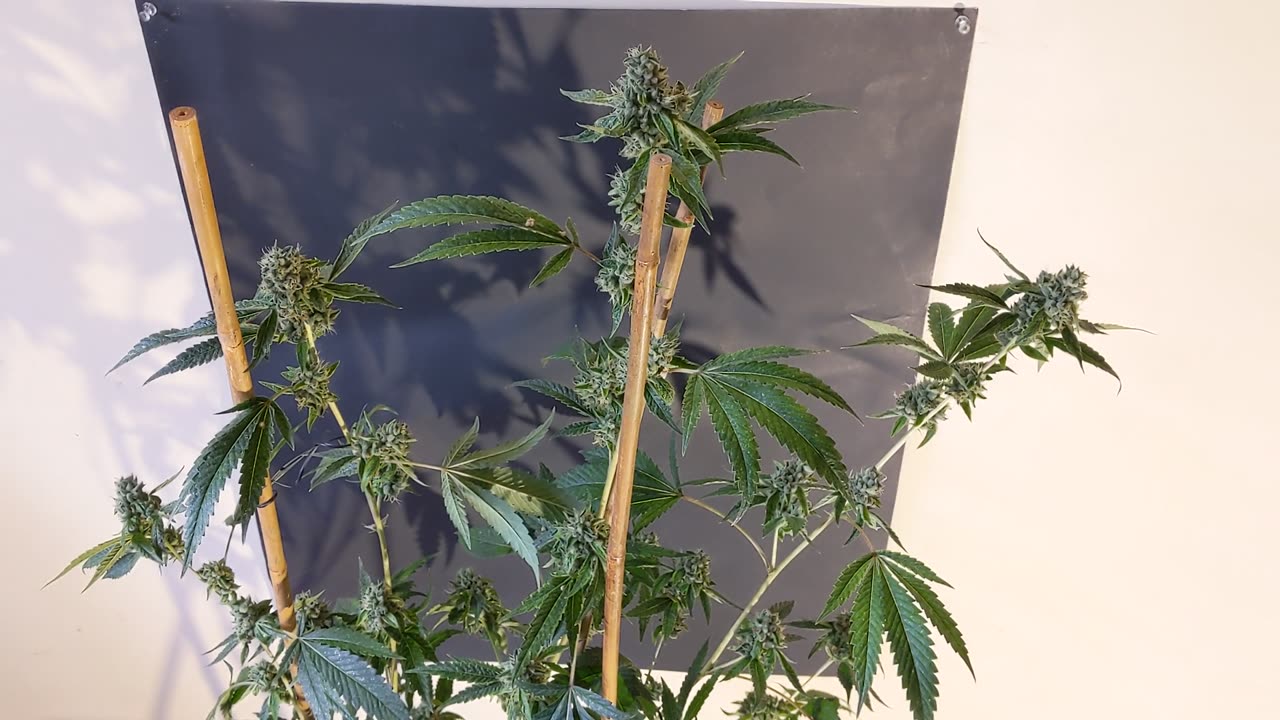 Cherry Cobbler [Clone Only] Pollinated by Triangle Canyon