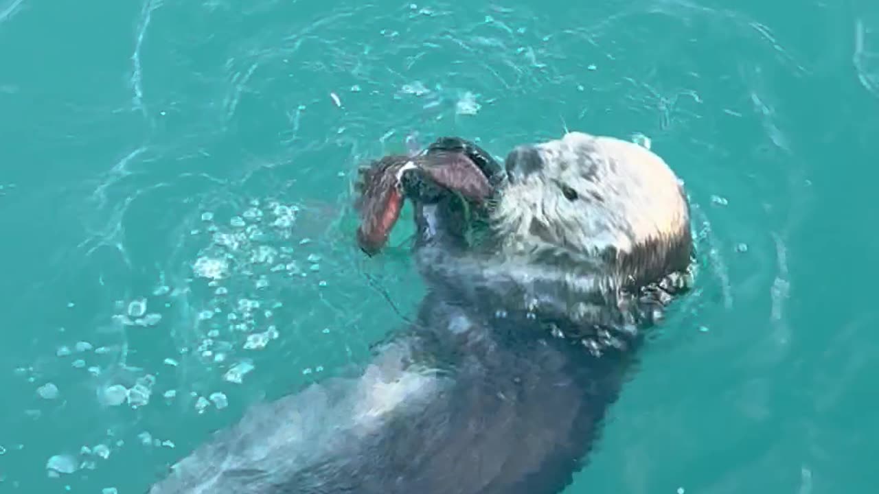 Alaska Sea Otter Finds a Snack