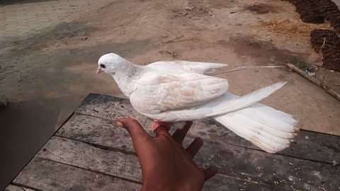 Pigeon ki video