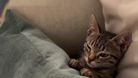 Women Surround Sleepy Kitten With Cameras