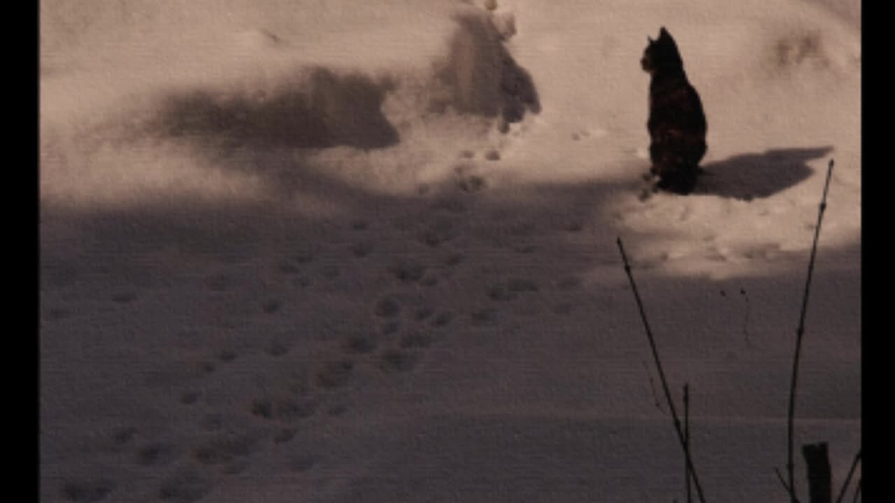 Cloudscape: February 7th ~ What is Cat Staring At?