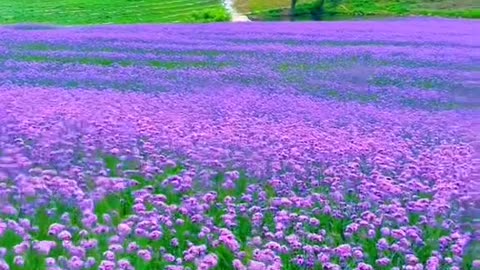 Flower #flower #reels #viralreels