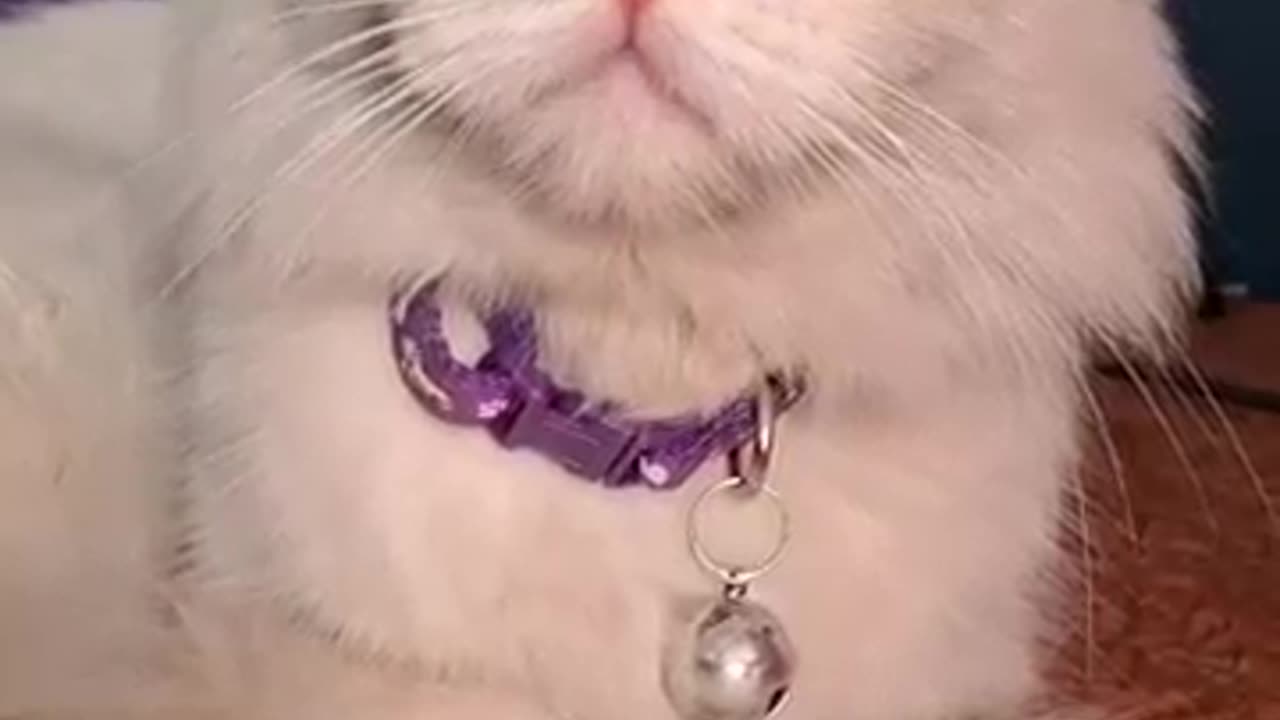 I think my cat is frozen..
