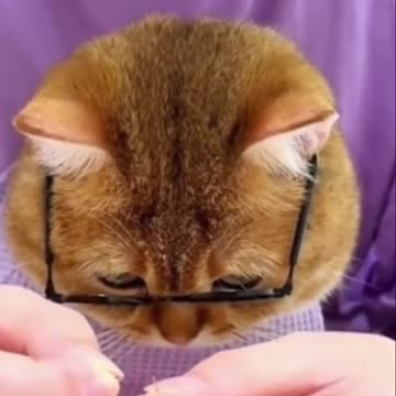 Funniest Animal Videos 😂 | Cute & Hilarious Pets Compilation!