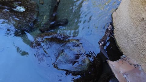 Otters at the San Diego Zoo