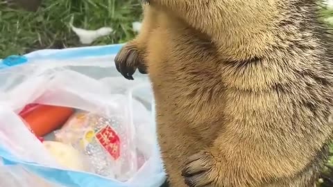 Himalayan Marmot Gets Its Craved Salty Treat#cutenessoverload #cuteanimals #marmot #PawsomePark → 0p