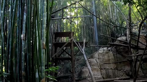 Monkeys at the San Diego Zoo