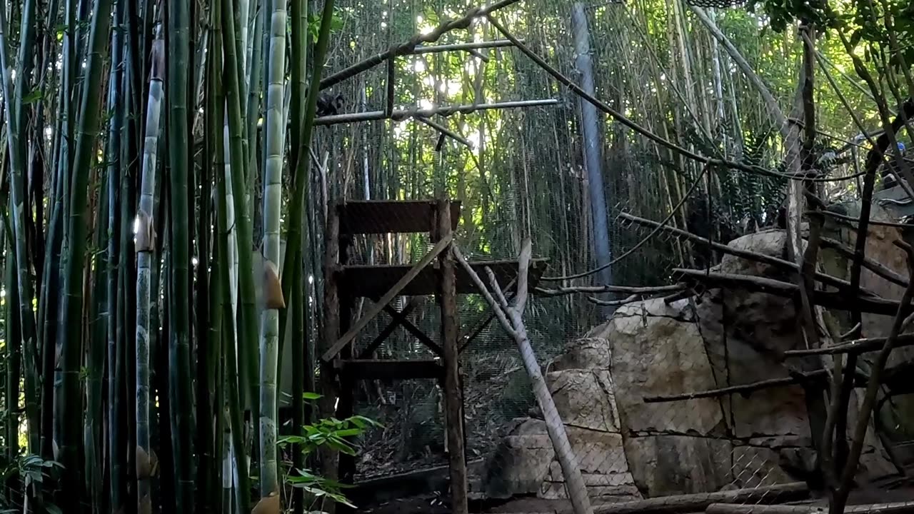 Monkeys at the San Diego Zoo