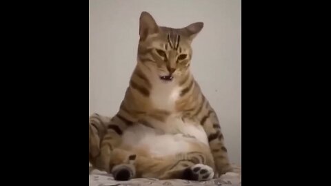 Funny Animal Videos