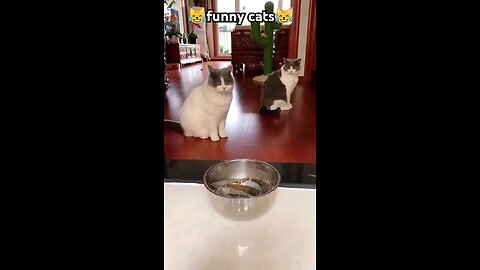 funny cat