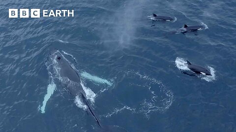 Humpback Whales and Orcas Feed Together