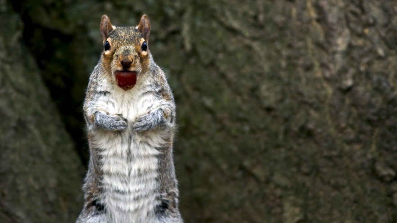 Sneaky Squirrels Steal Acorns