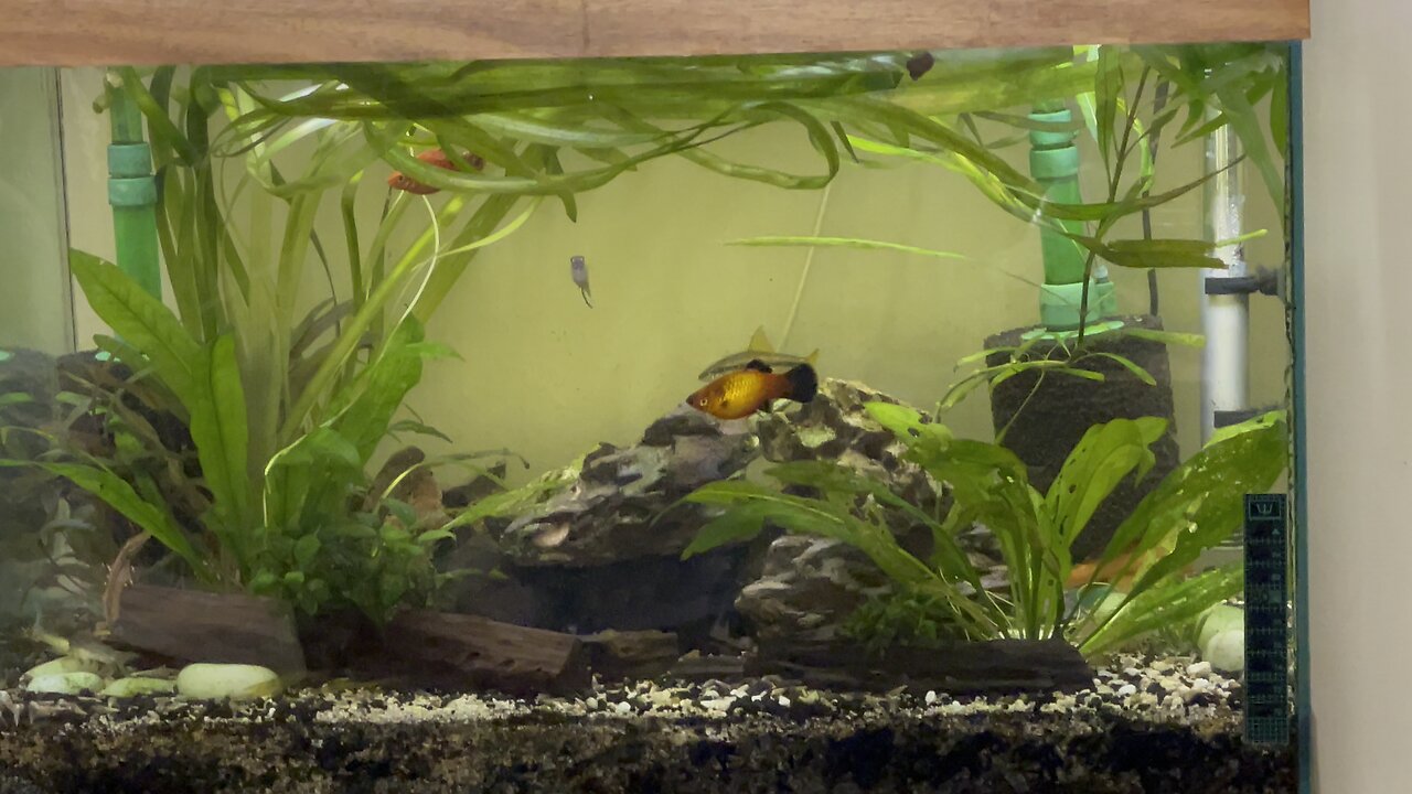 Community Tank looking good