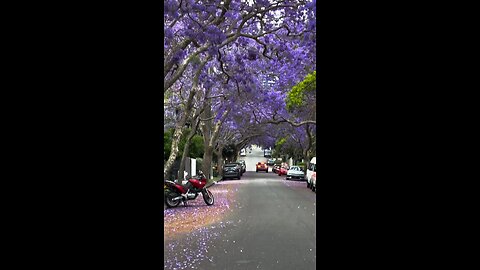 Jacaranda Tree Tunnel, Sydney, Australia