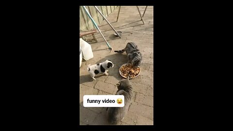 funny animals 😄 funny cat 🐈 😻