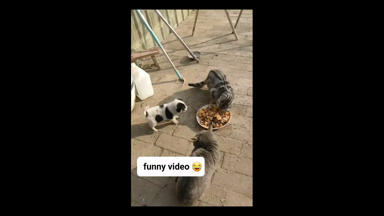 funny animals 😄 funny cat 🐈 😻