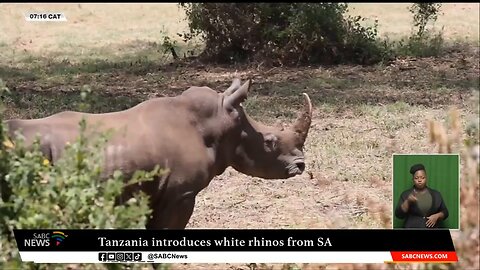 Tanzania introduces white rhinos from South Africa