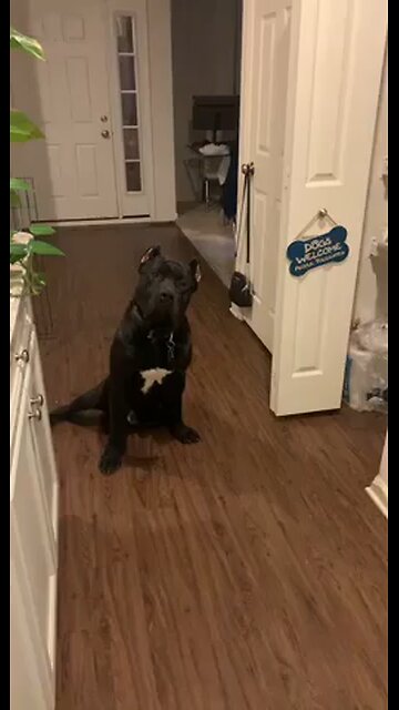 Big doggy overly protective of his mama