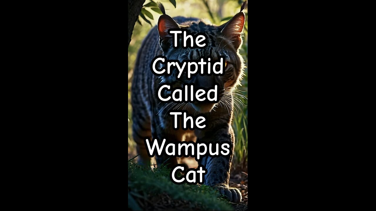 The Cryptid Called The Wampus Cat.