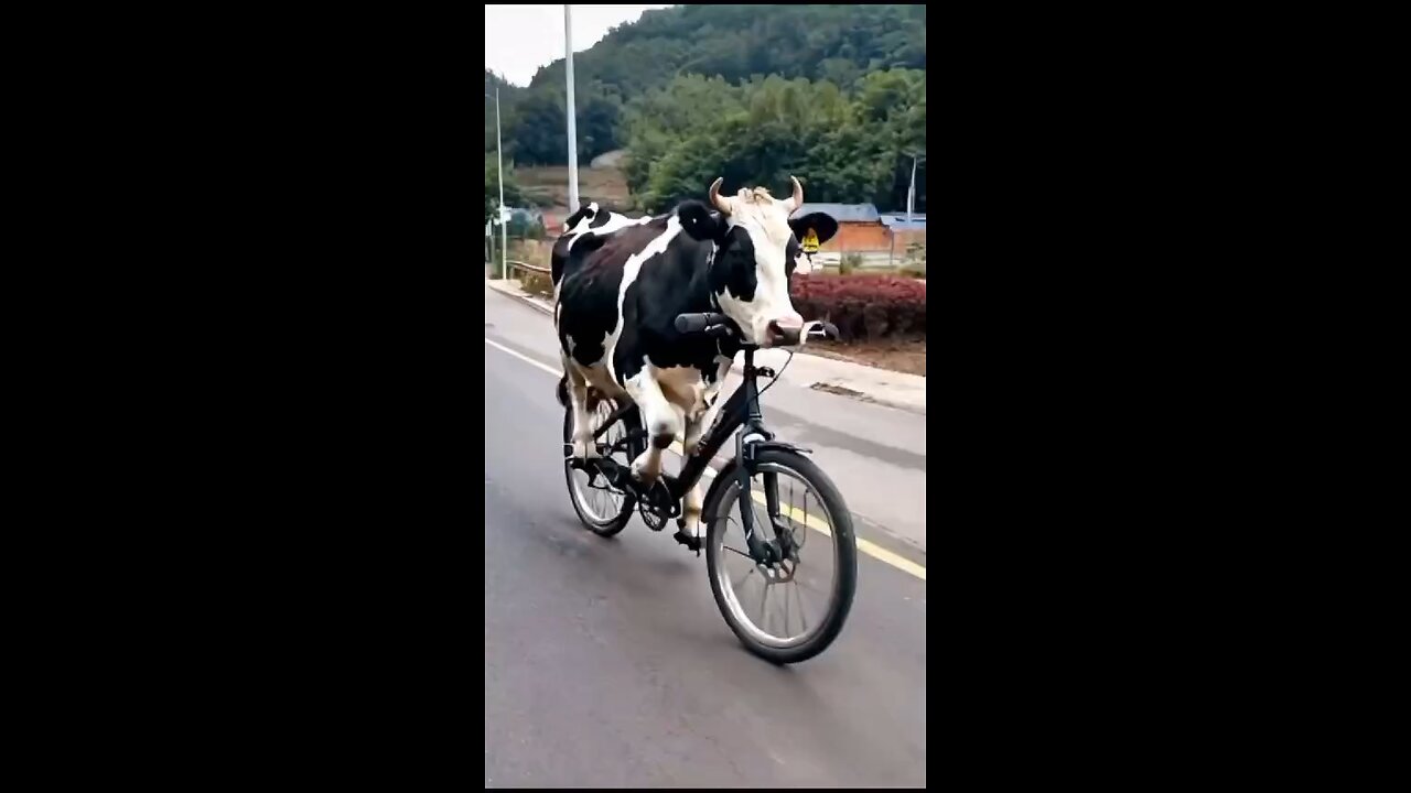 cow on the baisaical