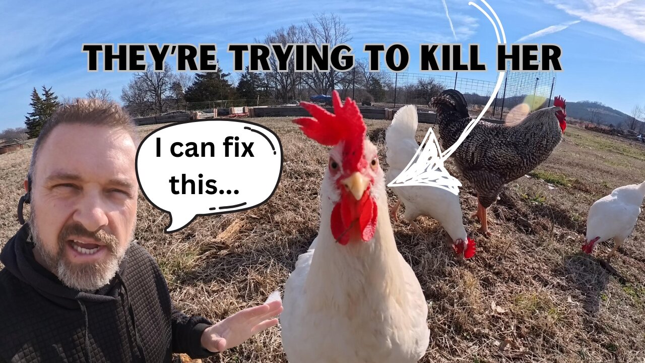 Old-School Strategies to End Chicken Conflicts and Heal Injured Birds