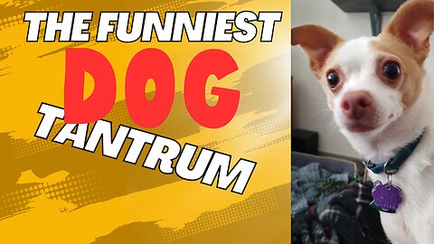 Hilarious Dog Tantrum-I WANT IT NOW!