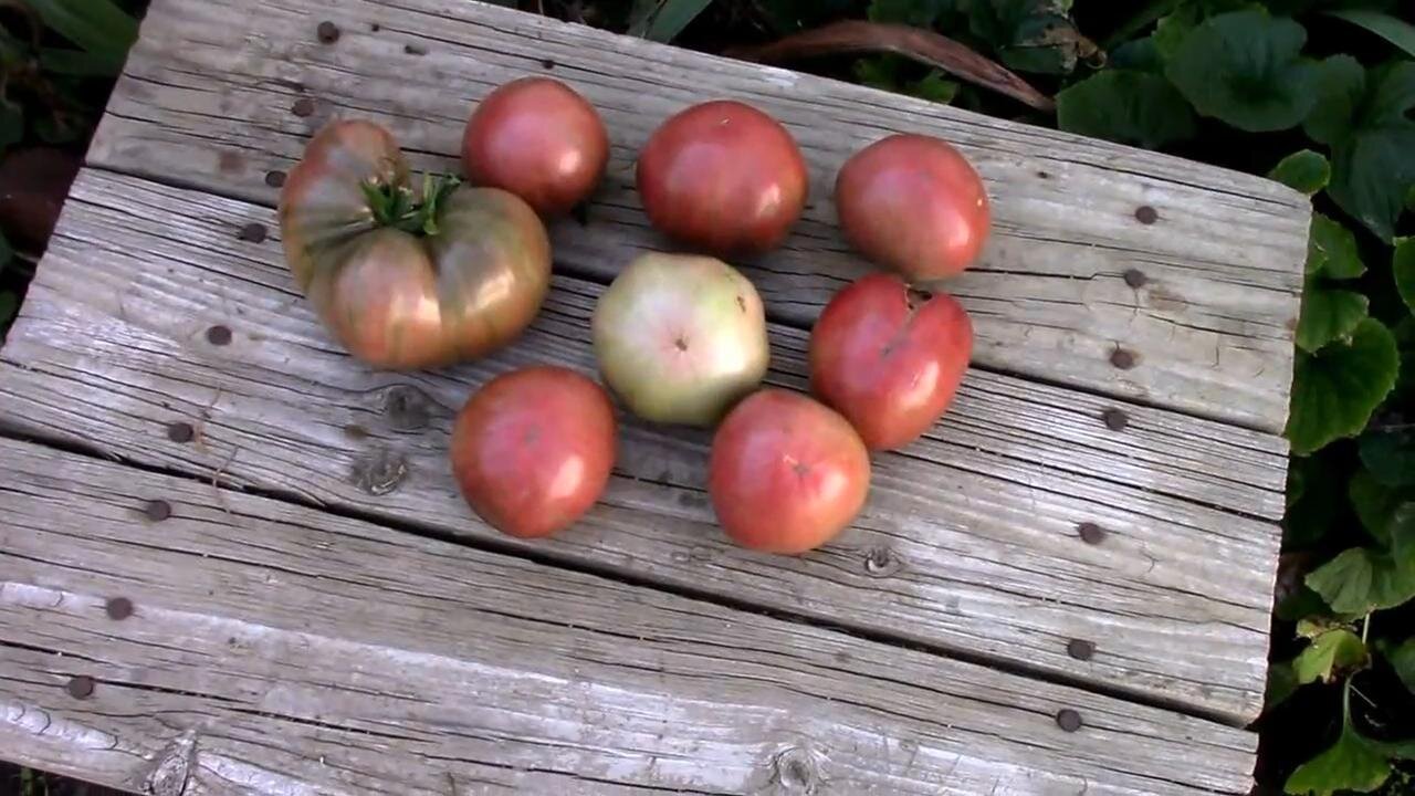 A Final Harvest From a Grafted Carbon Tomato Plant